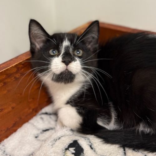 North - Petstock Invermay