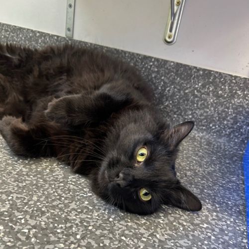 Oshi Blacc & Malibu Barbii