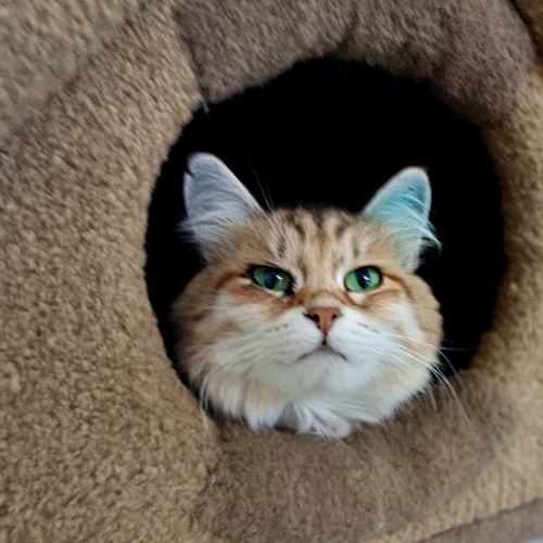Akira / Cat 7