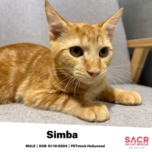 Simba