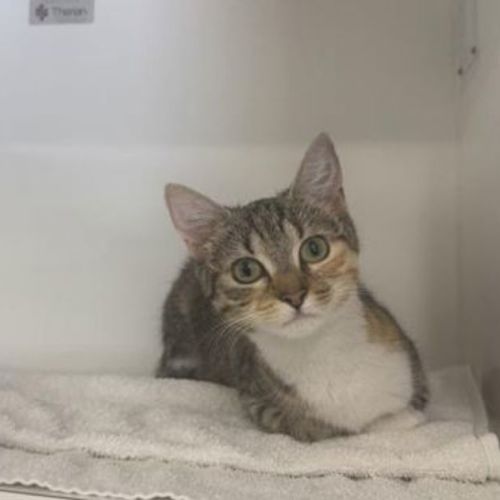 Rosie