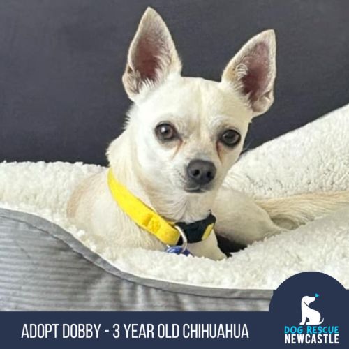Dobby - 3 Year Old Chihuahua