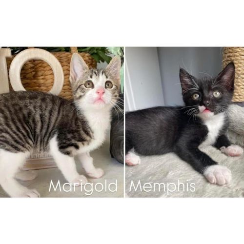 11794 & 11817 - Marigold & Memphis