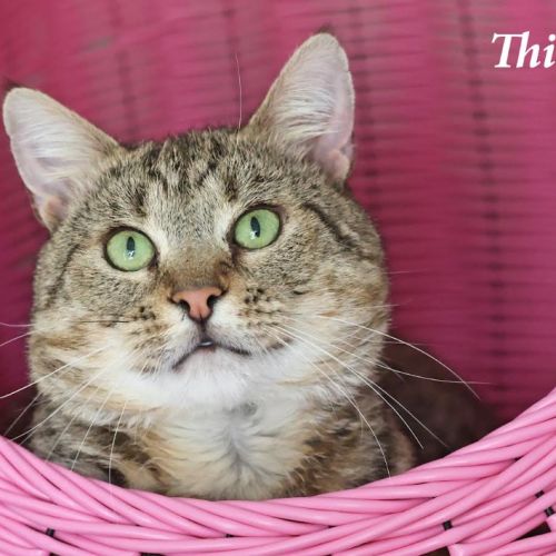 Thimble