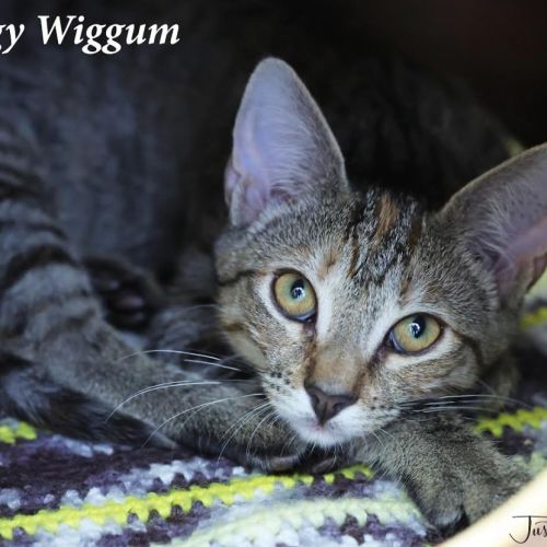 Iggy Wiggum