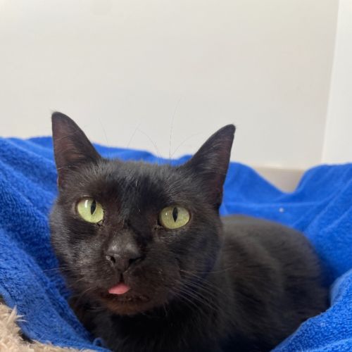 Rosie, Amelia, and Bam Bam