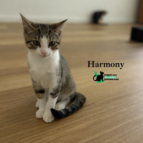 Harmony