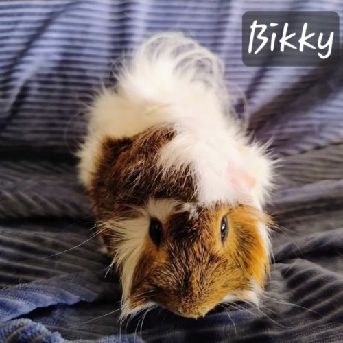 Bikky