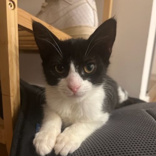 Rhonda & Ketut (Bonded Pair)