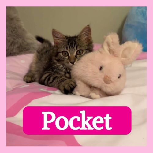 Pocket