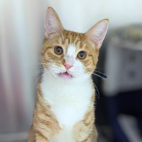 Ed