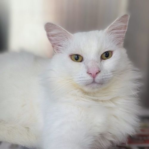 Snowball