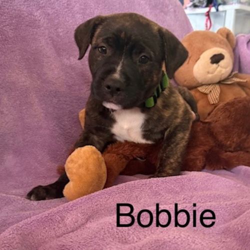 Bobbie