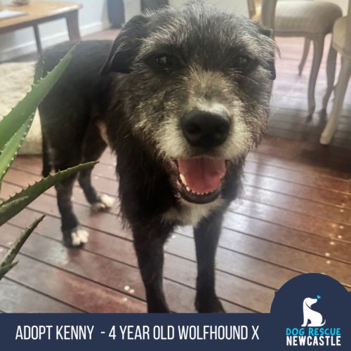 Kenny - 4 Year Old Wolfhound x