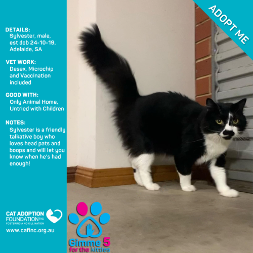 Sylvester Only $50 Limited Time!