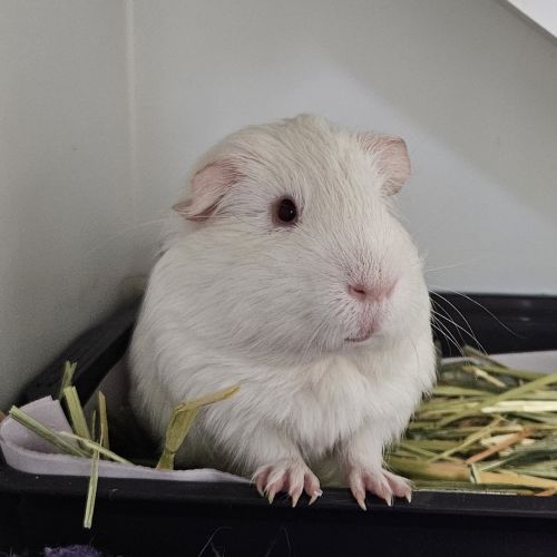 Flynn (bonded With Nugget)