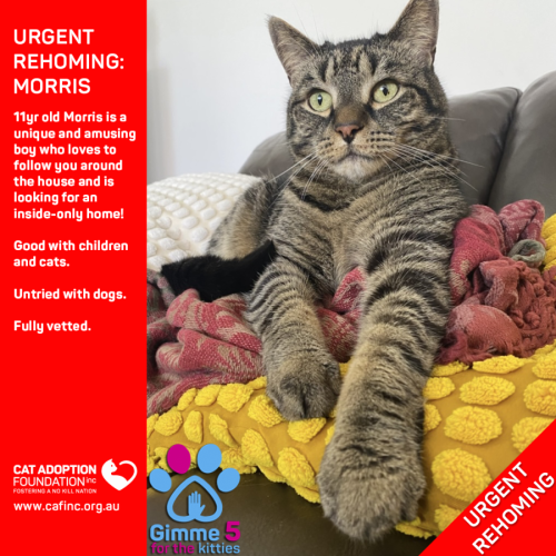 Morris Private Rehoming No Charge!