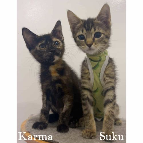 11671 & 11779 - Karma & Suku