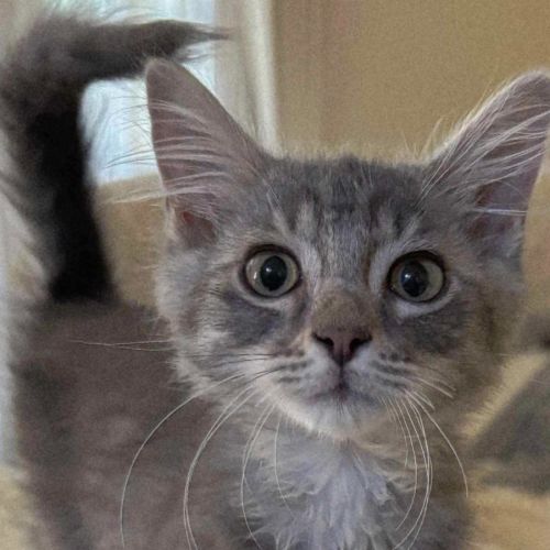 Henry