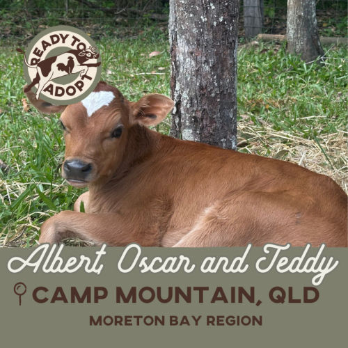 Albert, Oscar & Teddy