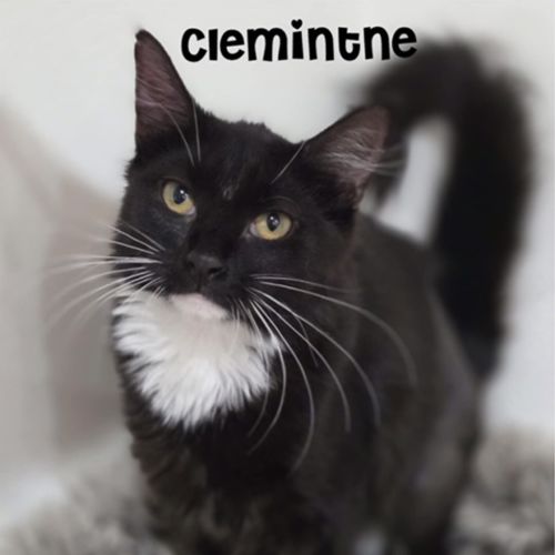 Clementine