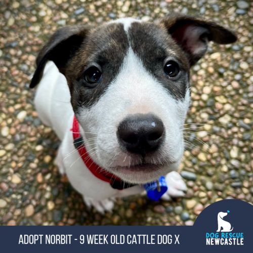 Norbit - 9 Week Cattle Dog X
