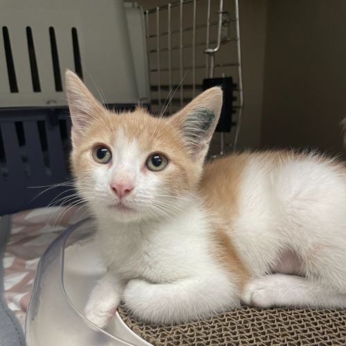 Sunstone *Meet me at Petstock Engadine*