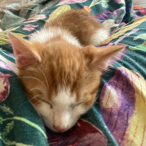 Moonstone * Meet me at Petstock Engadine*