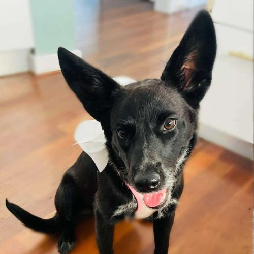 Nala