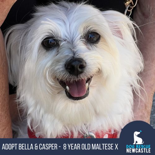 Casper and Bella - 8 Year Old Maltese x