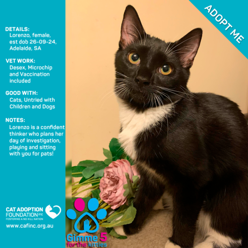 Lorenzo Just $120 Fully Vetted!