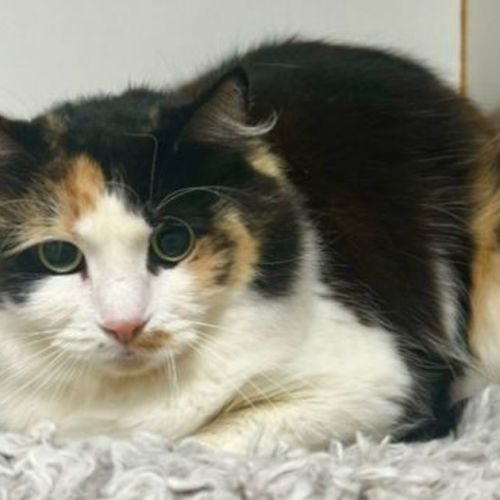 Cleocatra