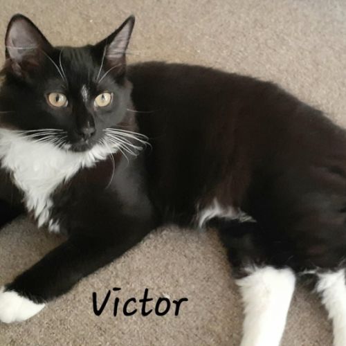 Victor 