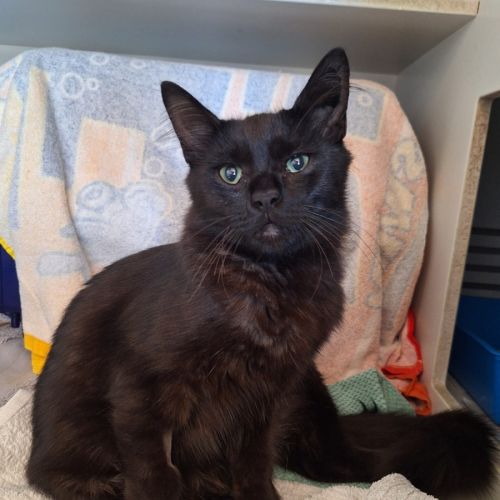 Pangolin *Meet me at PetStock Birkenhead Point*