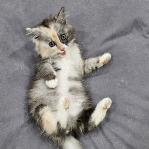Nala