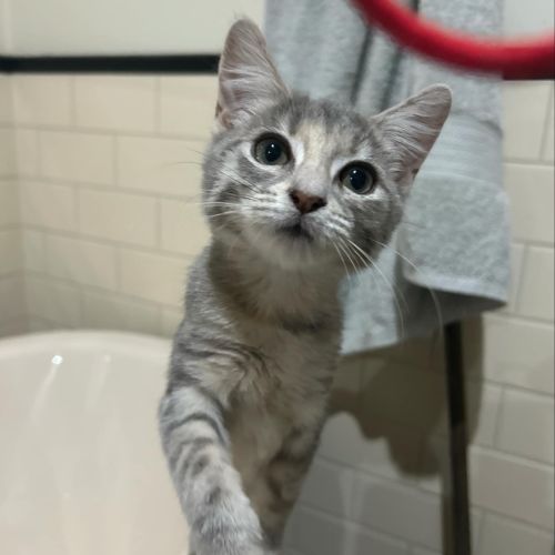 Willow
