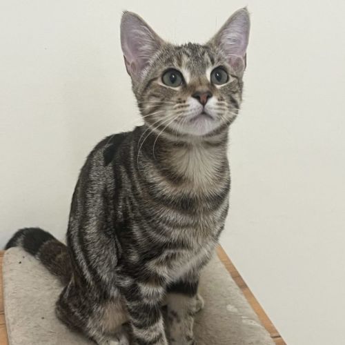 Bubbles - now at PET Quarters Broadmeadow