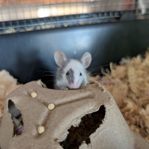 Possum / Gracie / Spot
