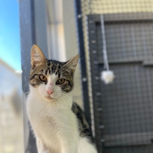 🍪 Paploo 5908 🍪