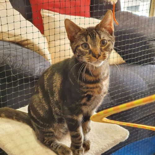 Ceasar ** 2nd Chance Cat Rescue**