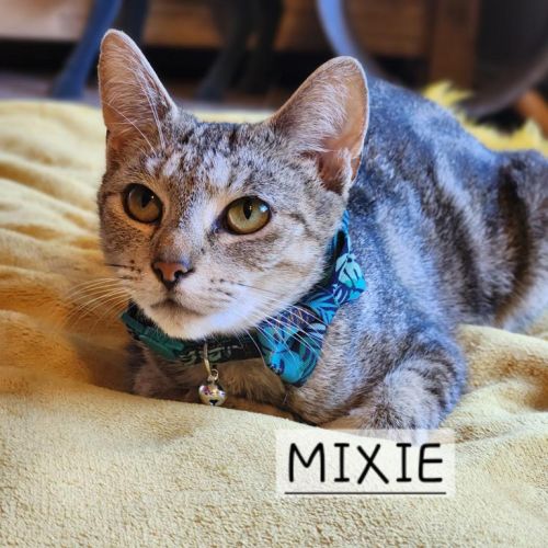 Mixie 