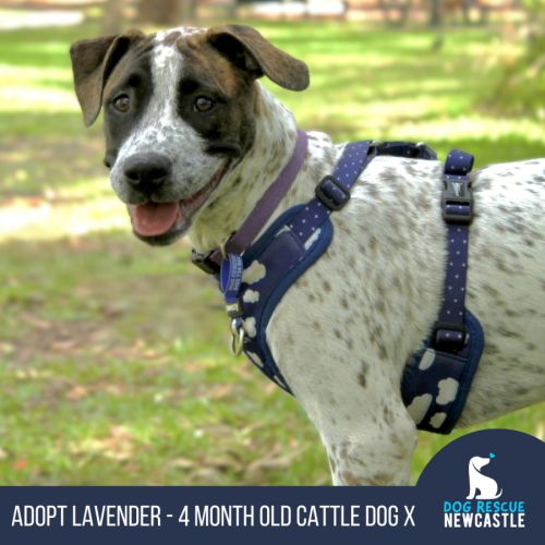 Lavender - 4 Month Old Cattle x Dane 