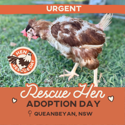 Rescue Hens
