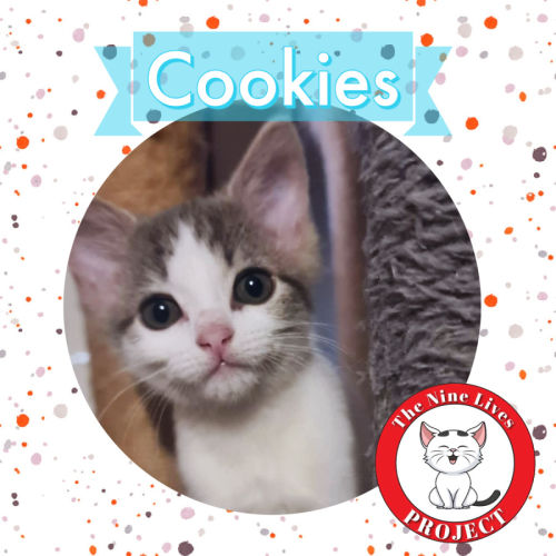 Cookies *9 Lives Project Rescue*