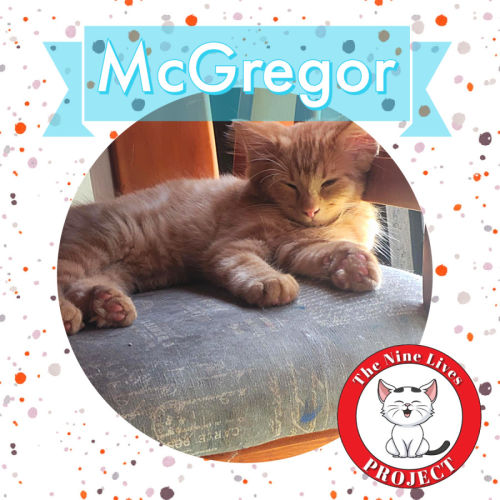 McGregor *9 Lives Project Rescue*