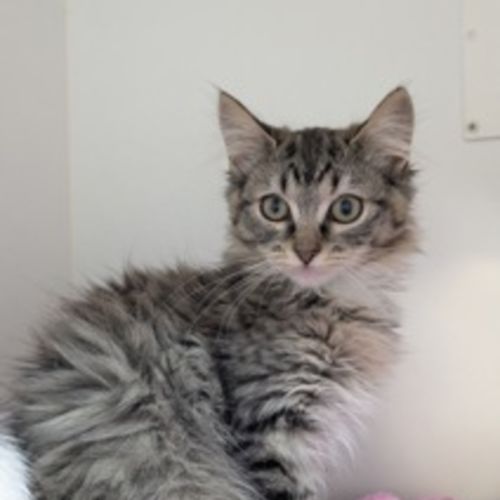 🐦 Chirper 5882 🐦