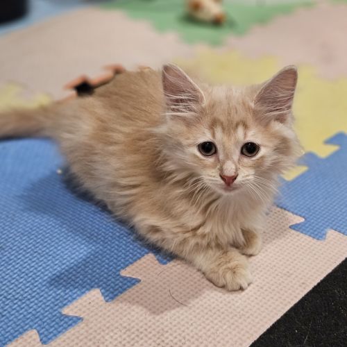 Simba