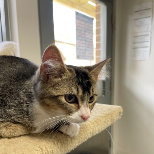 🍤 Finkle 5898 🍤