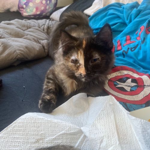 Keyleth **2nd Chance Cat Rescue**