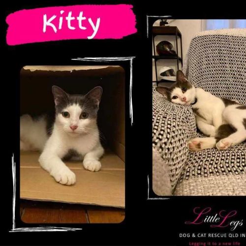 Kitty